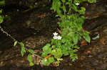 Kidneyleaf grass of Parnassus